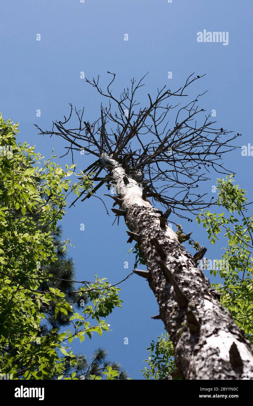 Albero alto senza foglie Foto Stock