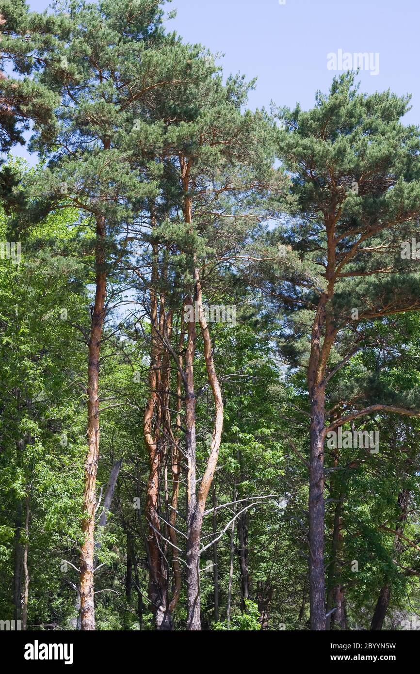 Vecchi alberi di crescita Foto Stock