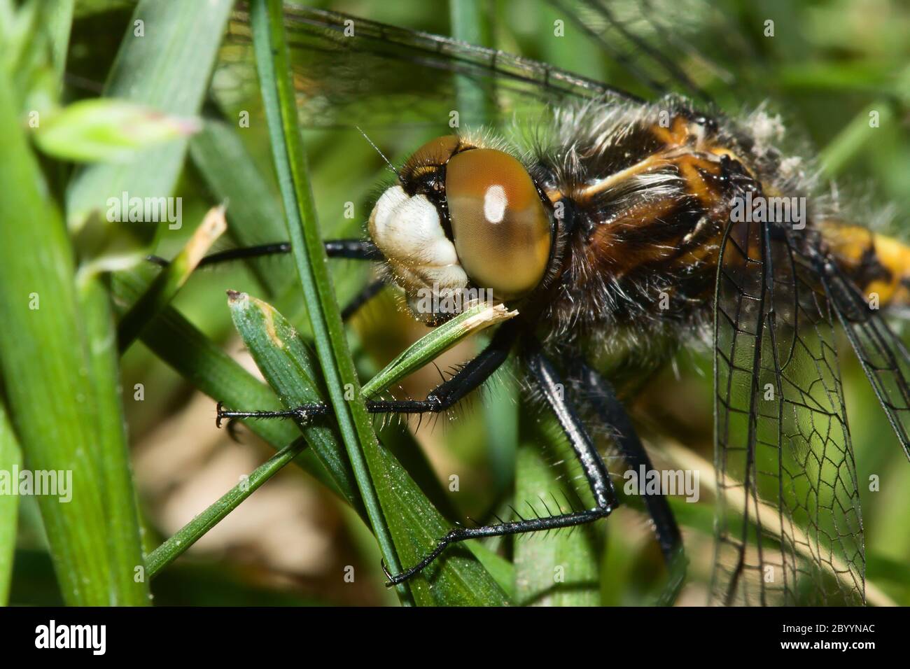 Dragonfly appeso a Grass Blades Foto Stock