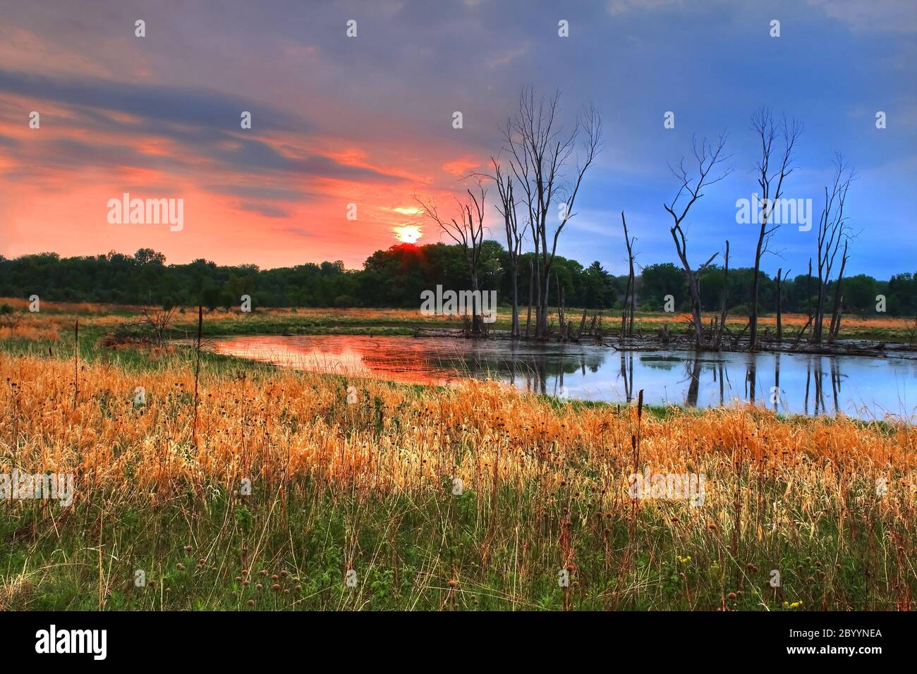 Boschi e Alba in gamma dinamica alta Foto Stock