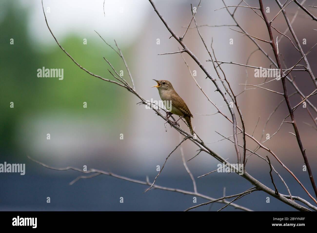 Casa Wren (troglodytes aedon) Foto Stock