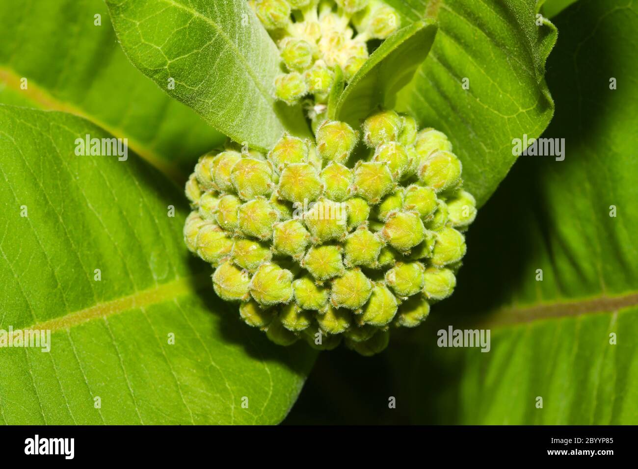 Milkweed comune Foto Stock