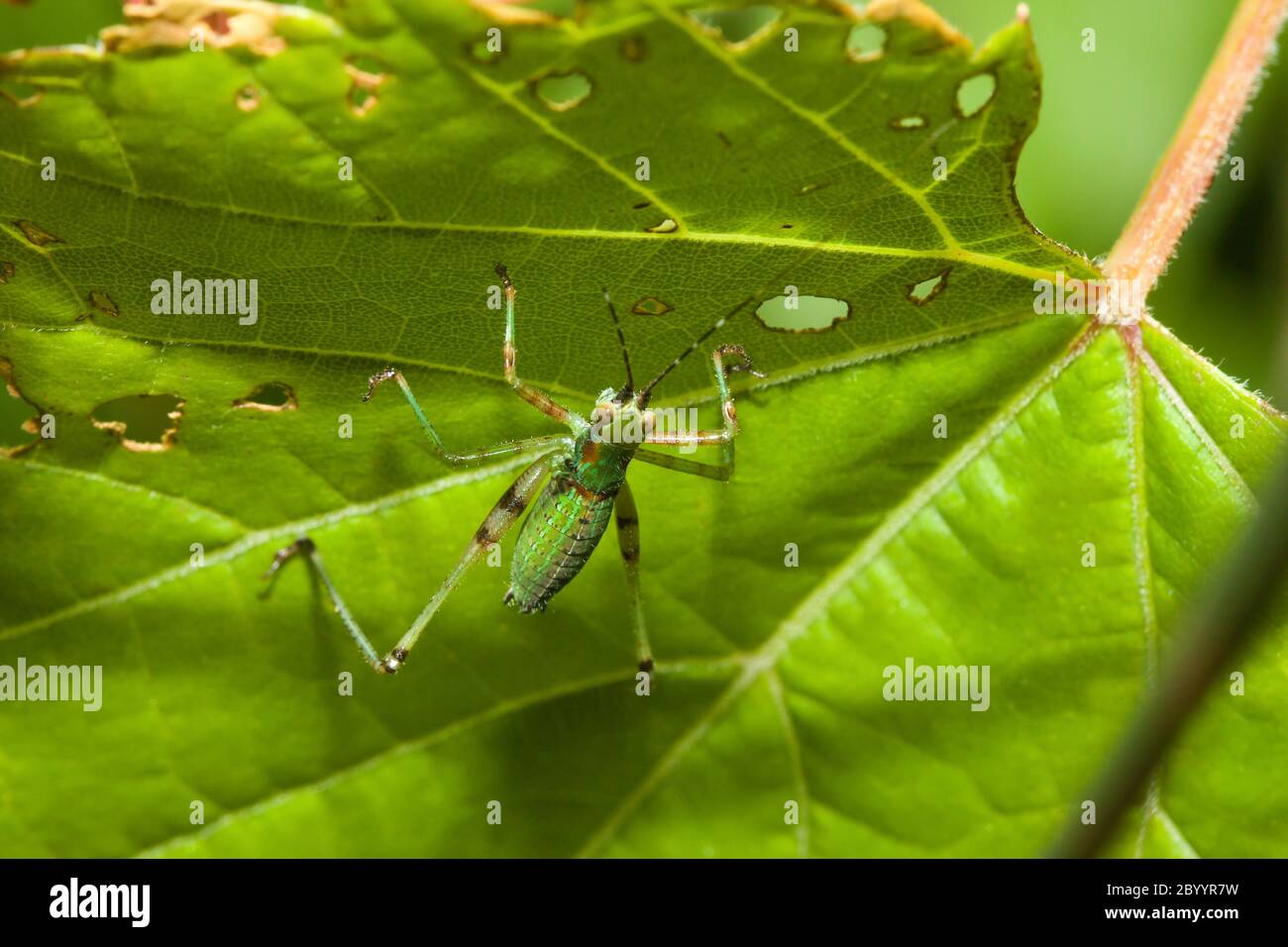 Bush Cricket (Tettigoniidae) Foto Stock
