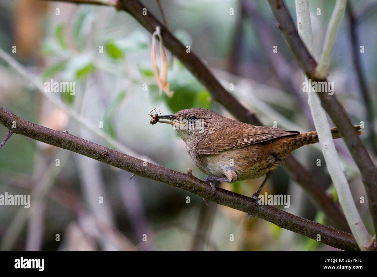 Casa Wren (Troglodytes aedon) Foto Stock