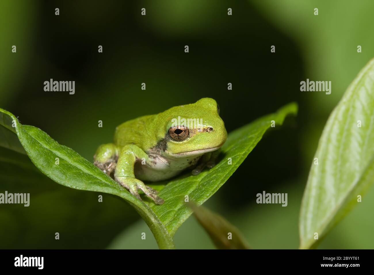 Rana grigia immatura Foto Stock