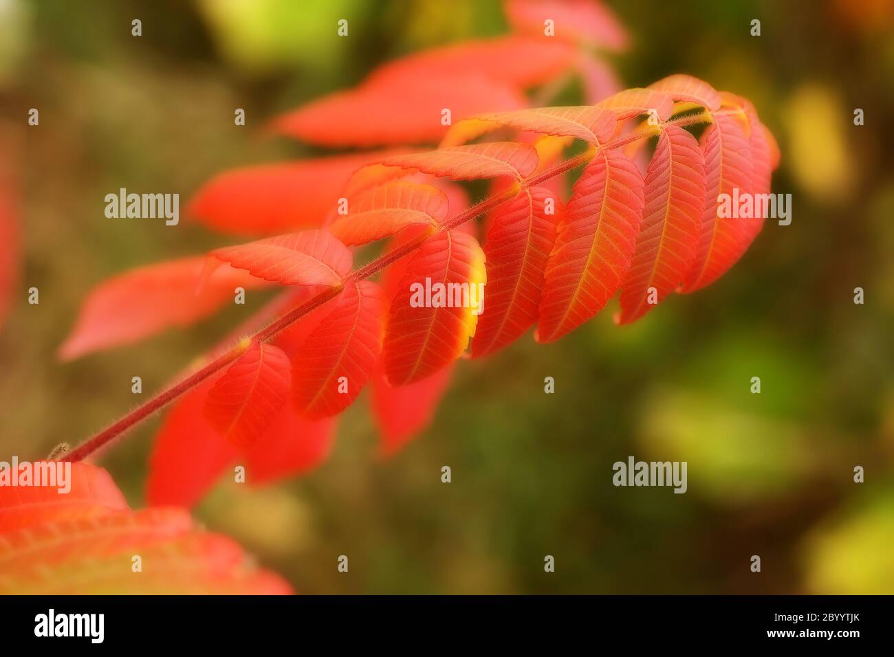 Ramo di albero in colori di caduta. Foto Stock