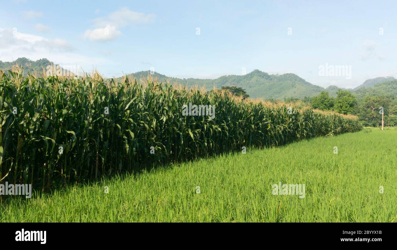 Cornfield fianco a fianco con piante di riso. Una forma di multi-agricolo a causa del tempo incerto Foto Stock