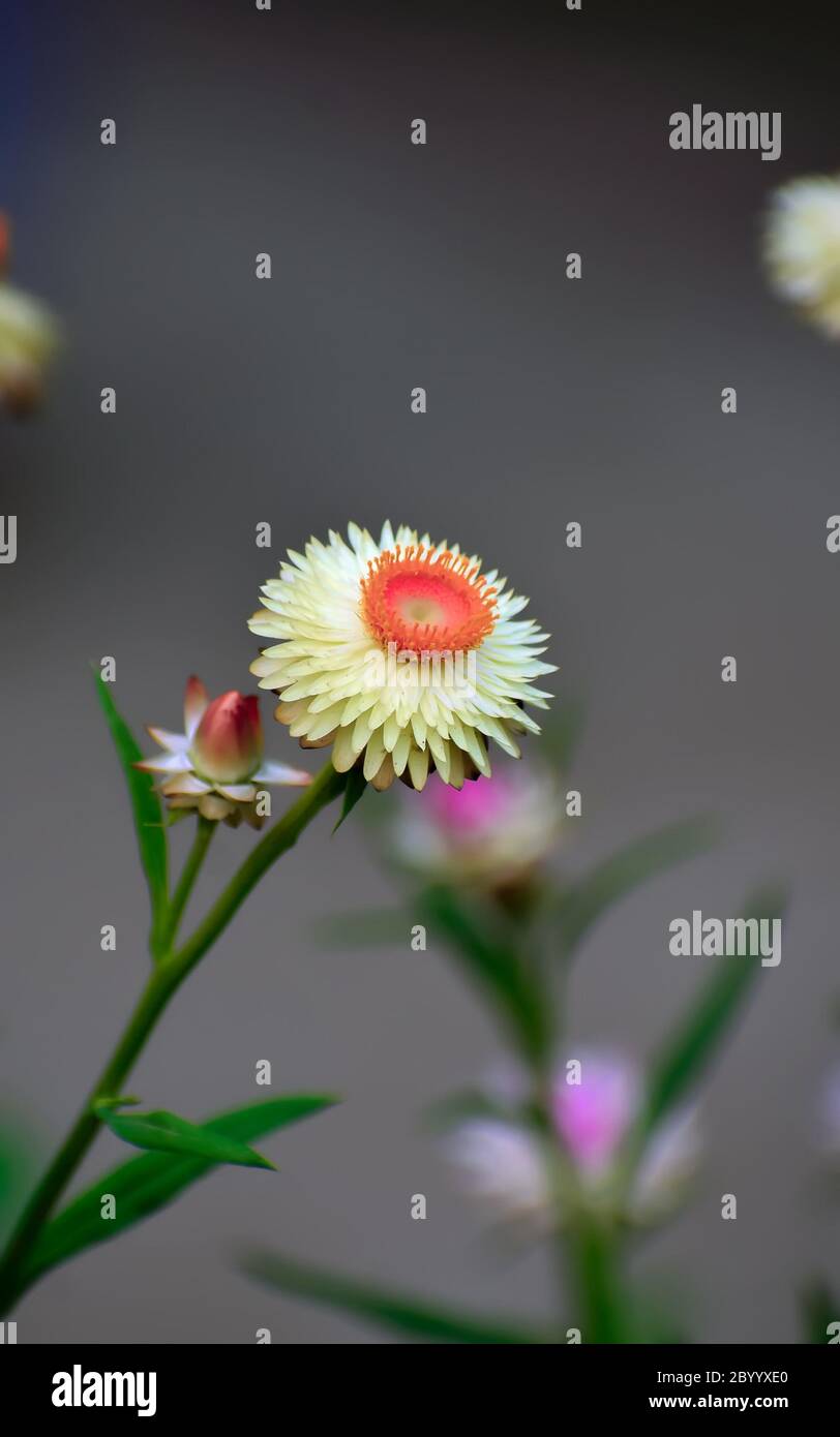 Daisy bellis perennis, primo piano di un singolo fiore. Foto Stock