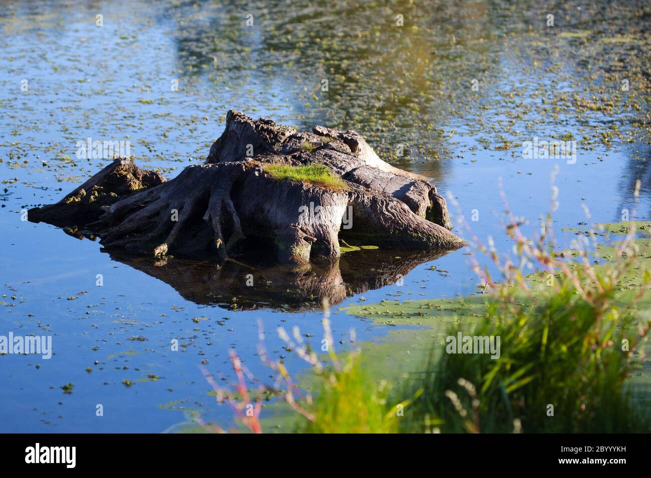 Radici di albero nell'acqua Foto Stock