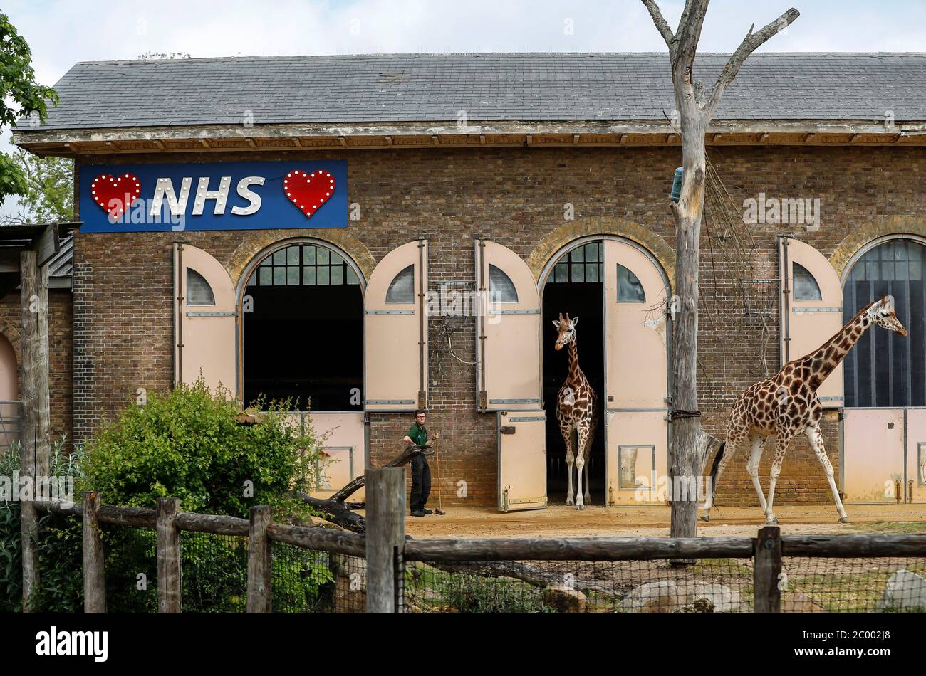 Londra, Regno Unito. 29 Apr 2020. La foto scattata il 29 aprile 2020 mostra un cartello illuminato a sostegno del Servizio sanitario Nazionale (NHS) mentre due giraffe escono dalla casa della giraffa allo Zoo di Londra, a Londra, in Gran Bretagna. Il primo ministro britannico Boris Johnson ha confermato mercoledì che gli zoo e le attrazioni all'aperto in Inghilterra potranno riaprirsi da lunedì, ma devono essere ancora rispettate le regole di allontanamento sociale. Credit: Han Yan/Xinhua/Alamy Live News Foto Stock