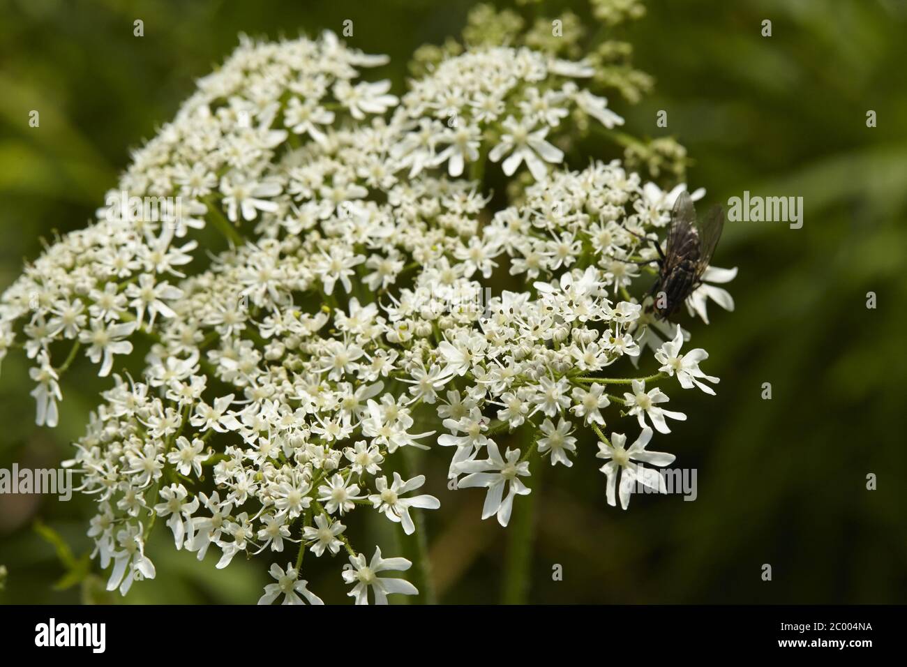 Flora - Hemlock puntato (Conium maculatum) Foto Stock