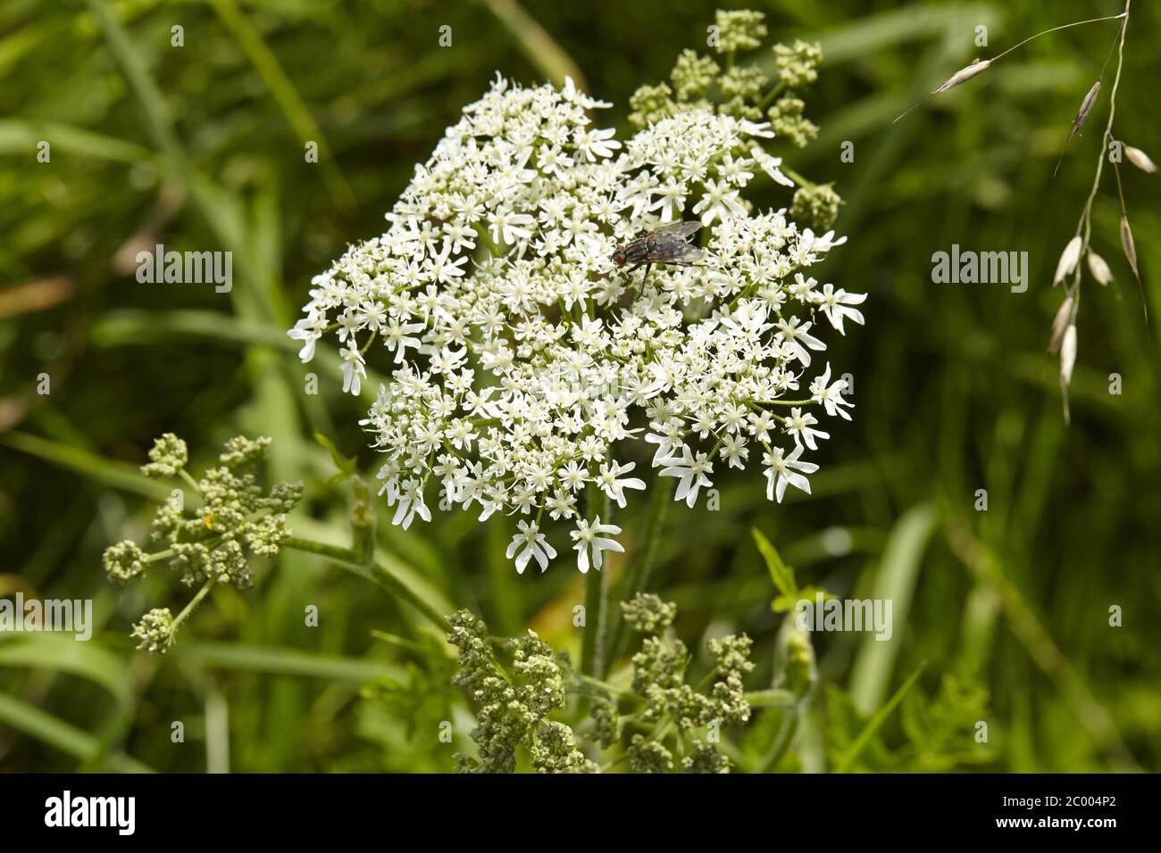 Flora - Hemlock puntato (Conium maculatum) Foto Stock
