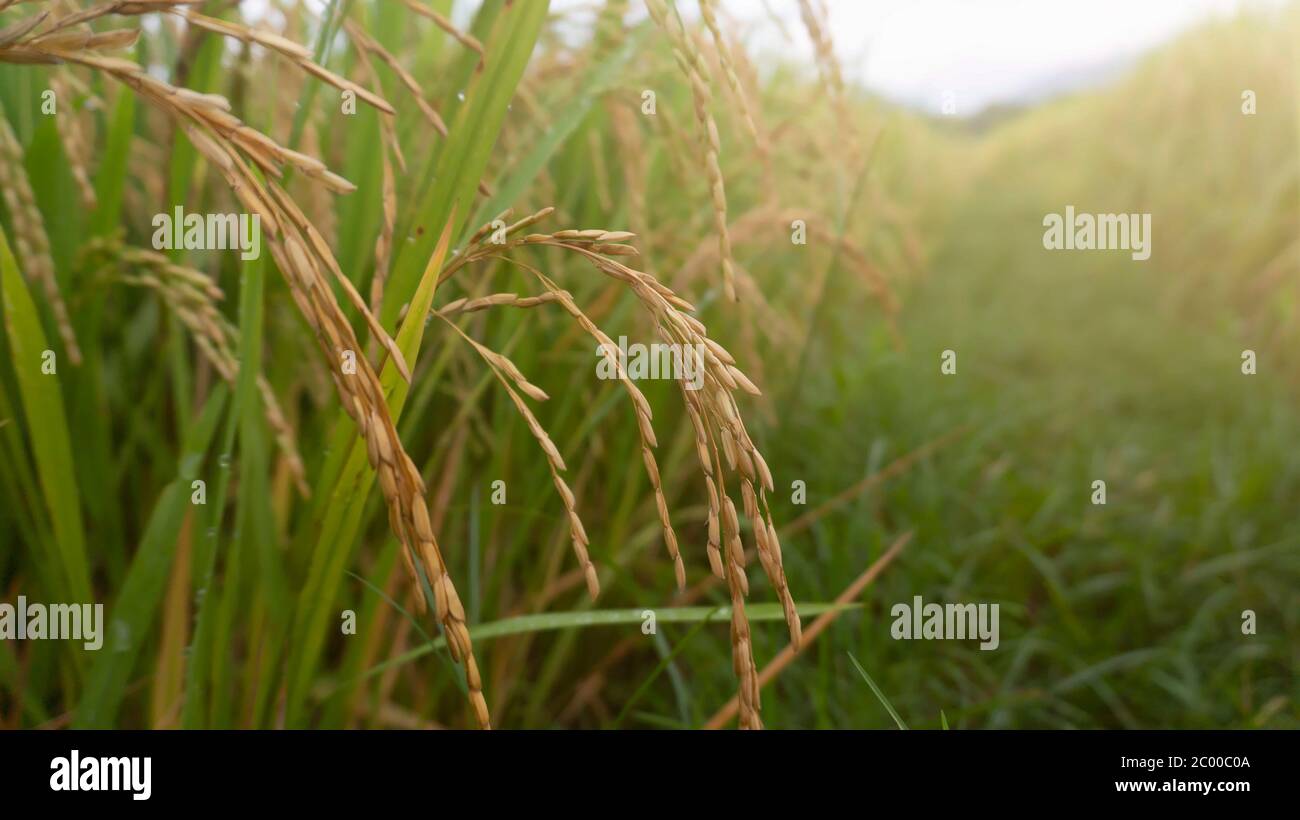 Le piante di riso entrano nella stagione di raccolto, sembrano contenere grano a causa di abbastanza acqua e peste libero Foto Stock