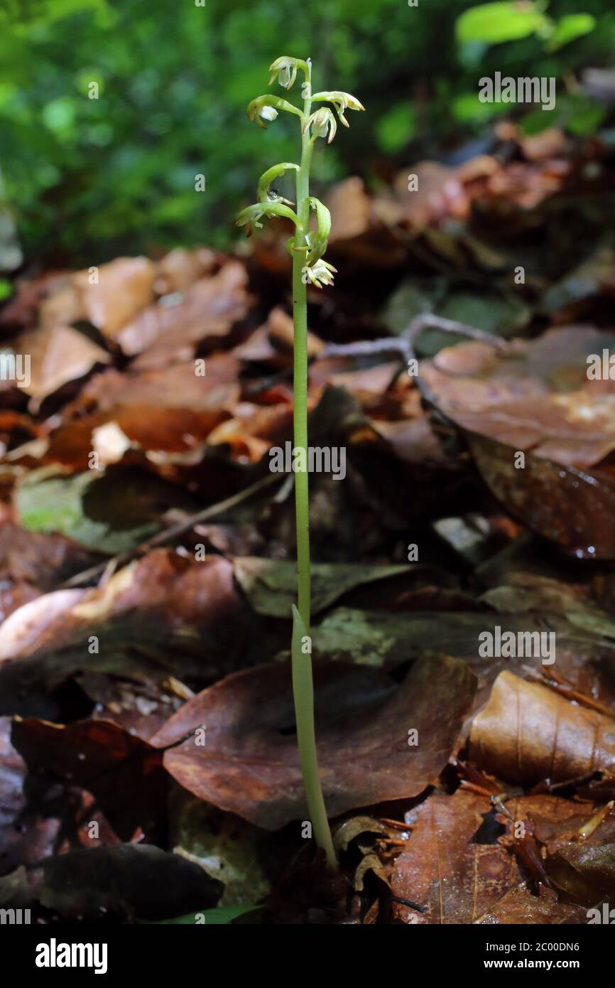 Corallorhiza trifida, Orchidea Corallocida. Pianta selvatica sparato in primavera. Foto Stock