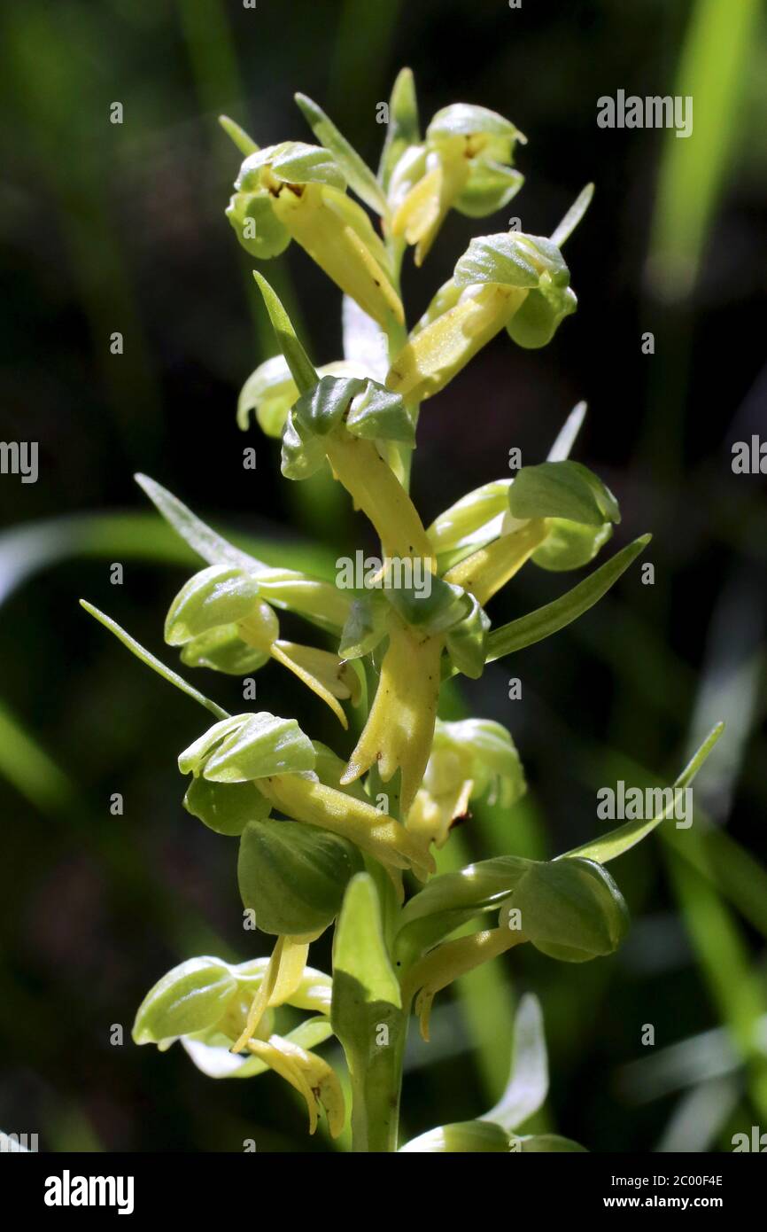Dactylorhiza viridis, Coeloglossum viride, Orchidea di rana. Pianta selvatica sparato in primavera. Foto Stock