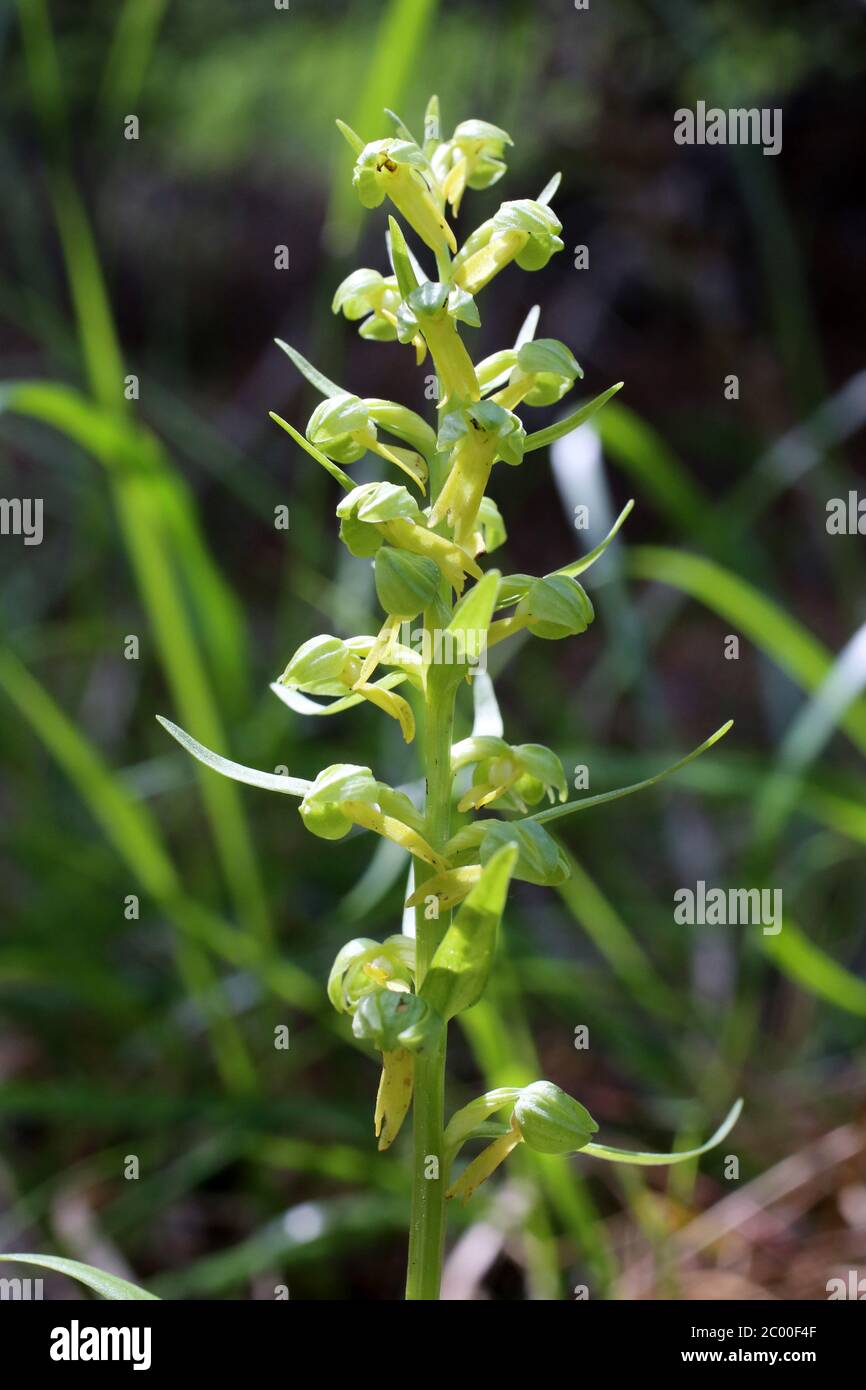 Dactylorhiza viridis, Coeloglossum viride, Orchidea di rana. Pianta selvatica sparato in primavera. Foto Stock
