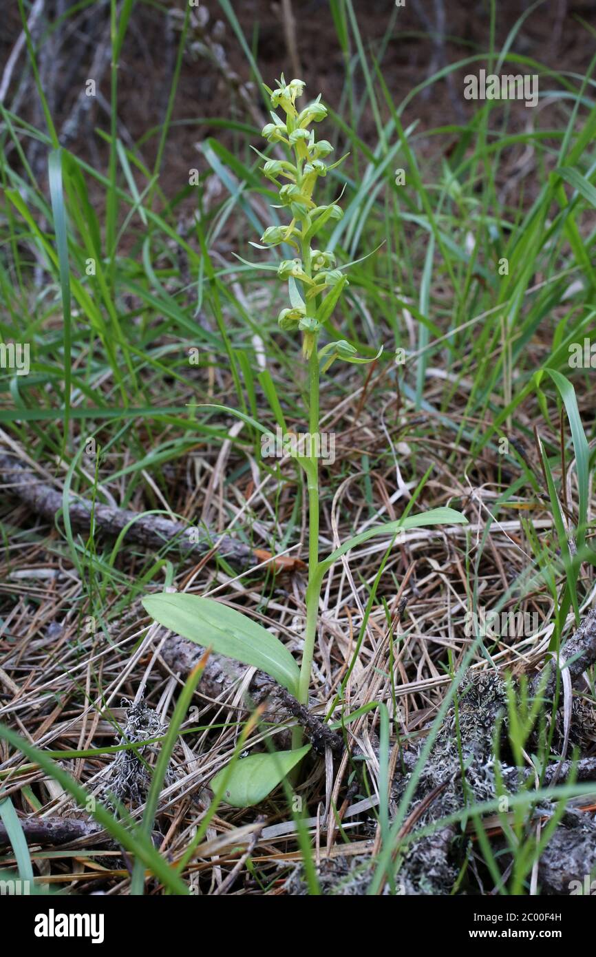 Dactylorhiza viridis, Coeloglossum viride, Orchidea di rana. Pianta selvatica sparato in primavera. Foto Stock