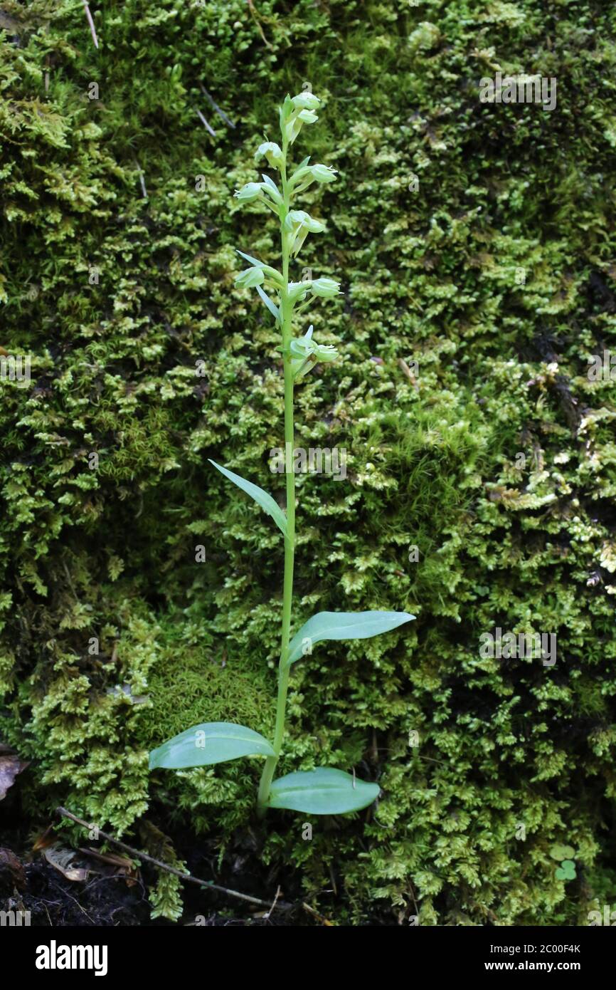 Dactylorhiza viridis, Coeloglossum viride, Orchidea di rana. Pianta selvatica sparato in primavera. Foto Stock