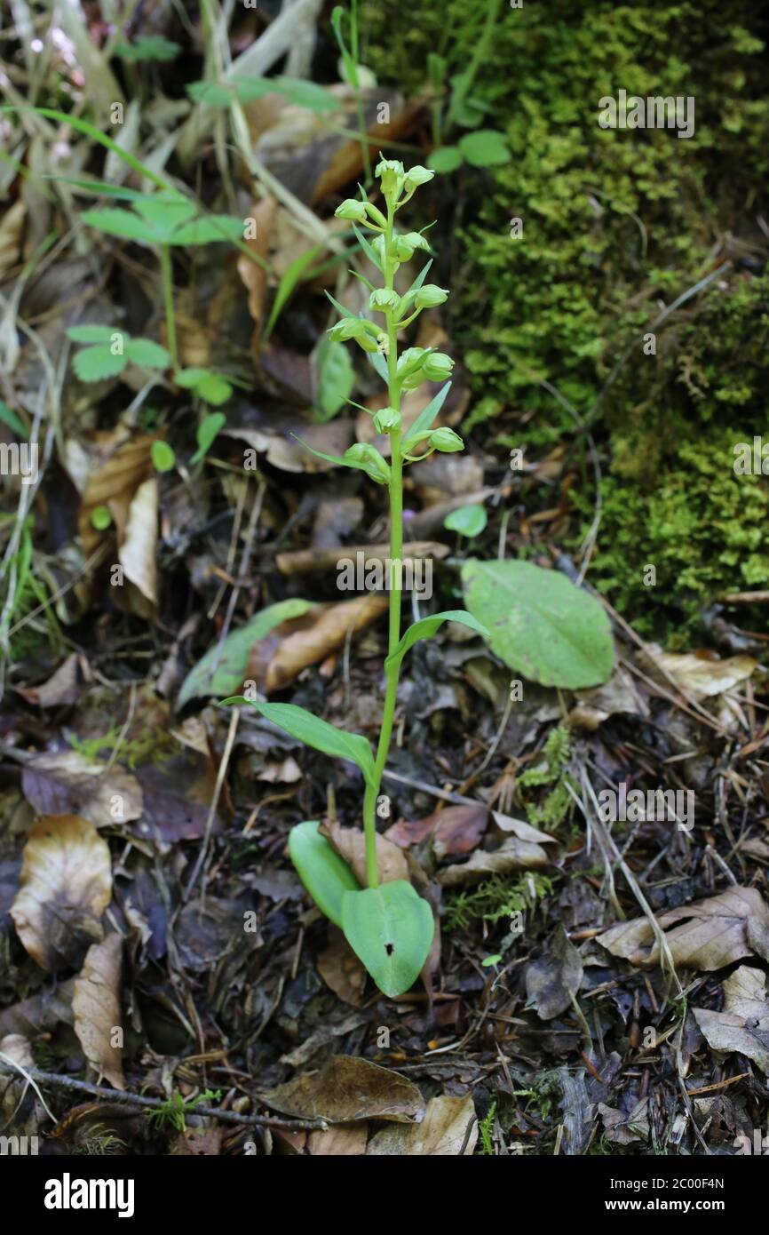 Dactylorhiza viridis, Coeloglossum viride, Orchidea di rana. Pianta selvatica sparato in primavera. Foto Stock