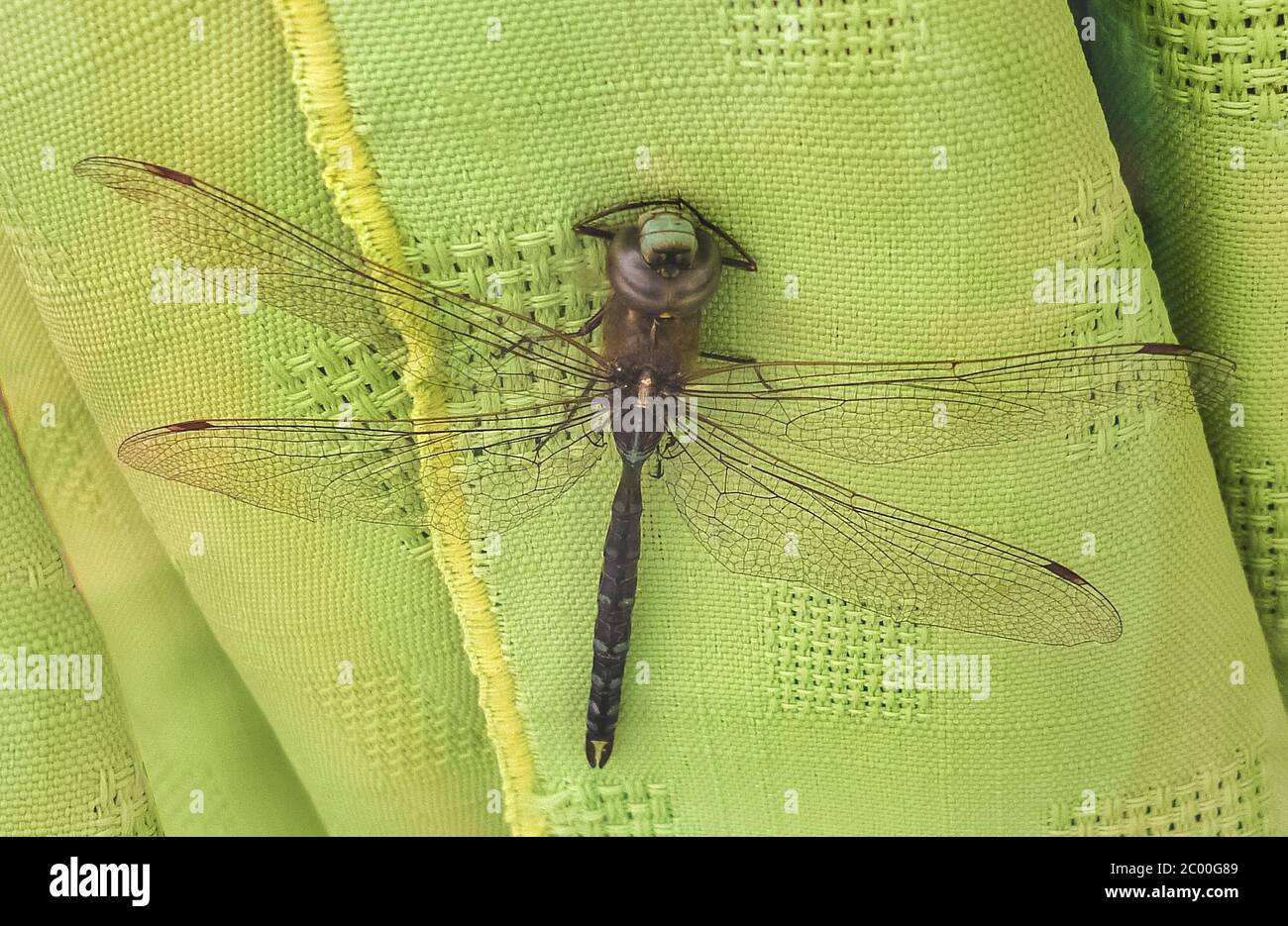Dragonfly su una cortina Foto Stock