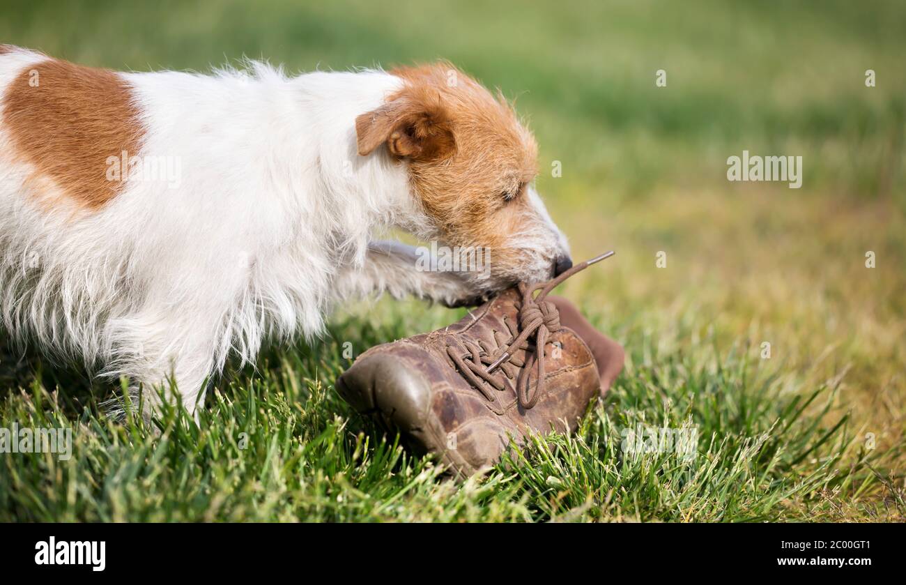 Cucciolo di cane Naughty che cammina nell'erba con scarpe da masticare, concetto di addestramento dell'animale domestico, banner web Foto Stock