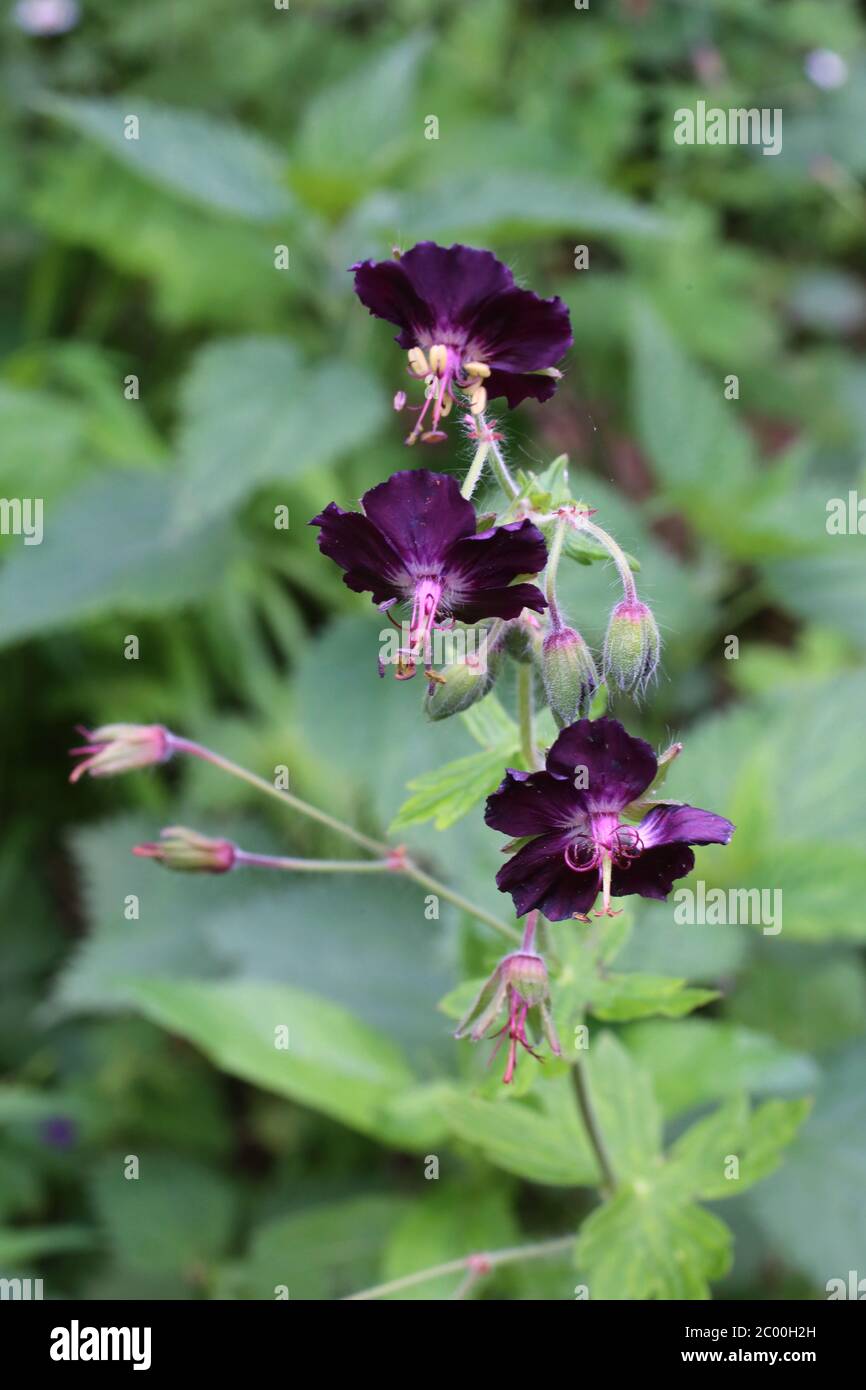 Geranio faeum, Dusky Cranesbill lutto Widow. Pianta selvatica sparato in primavera. Foto Stock