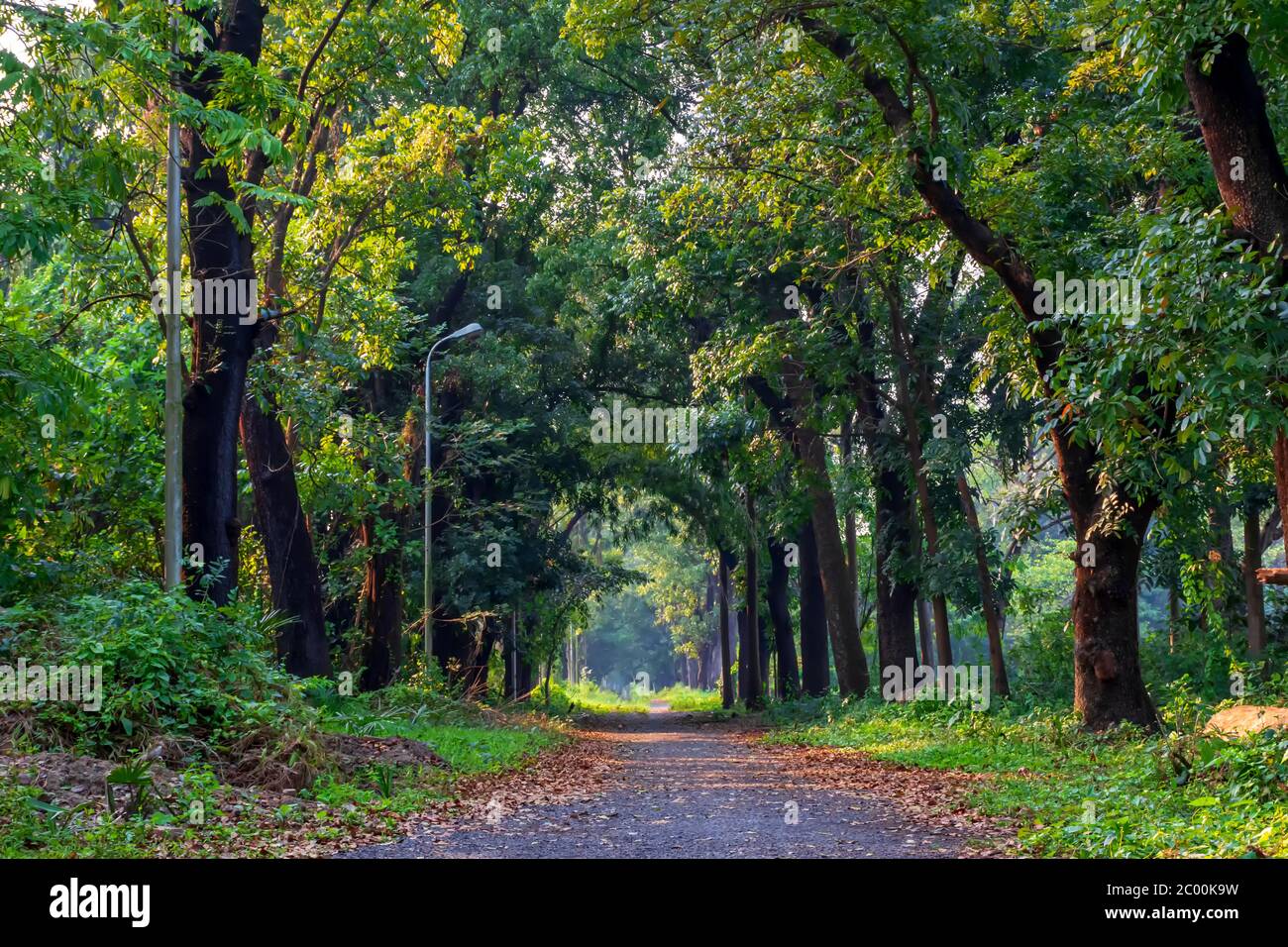 Passerella attraverso il Giardino Botanico Indiano di Shibpur, Howrah vicino a Kolkata, Acharya Jagadish Chandra Bose. Foto Stock