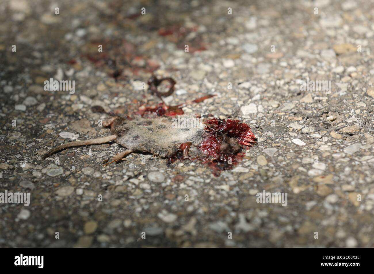 Topo morto Foto Stock