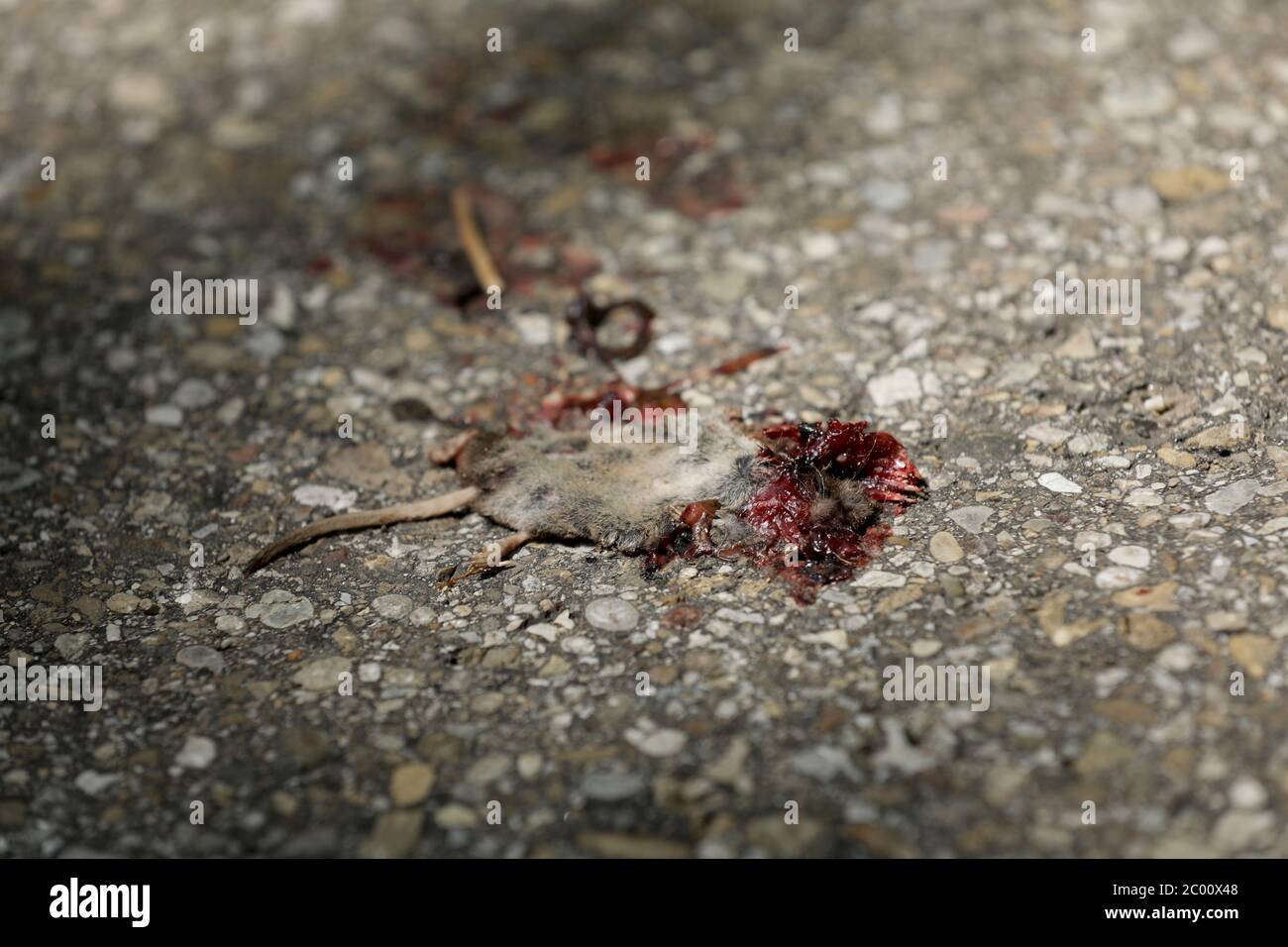 Topo morto Foto Stock