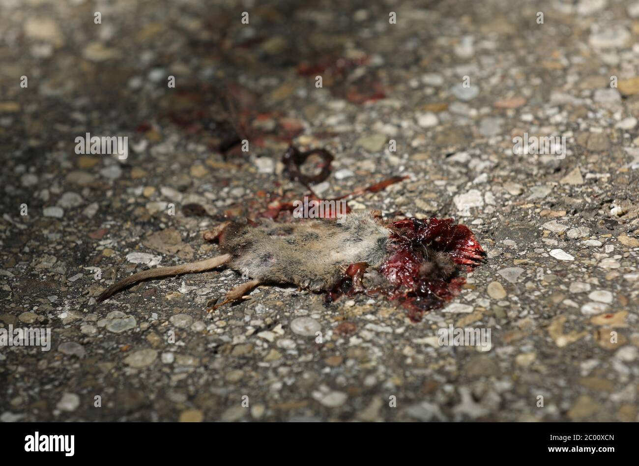 Topo morto Foto Stock