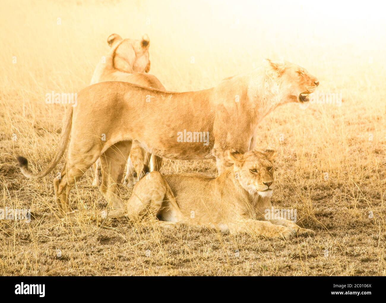 Pacchetto leone in habitat naturale della savana africana, Area di conservazione di Ngorongoro, Tanzania, Africa. Foto Stock
