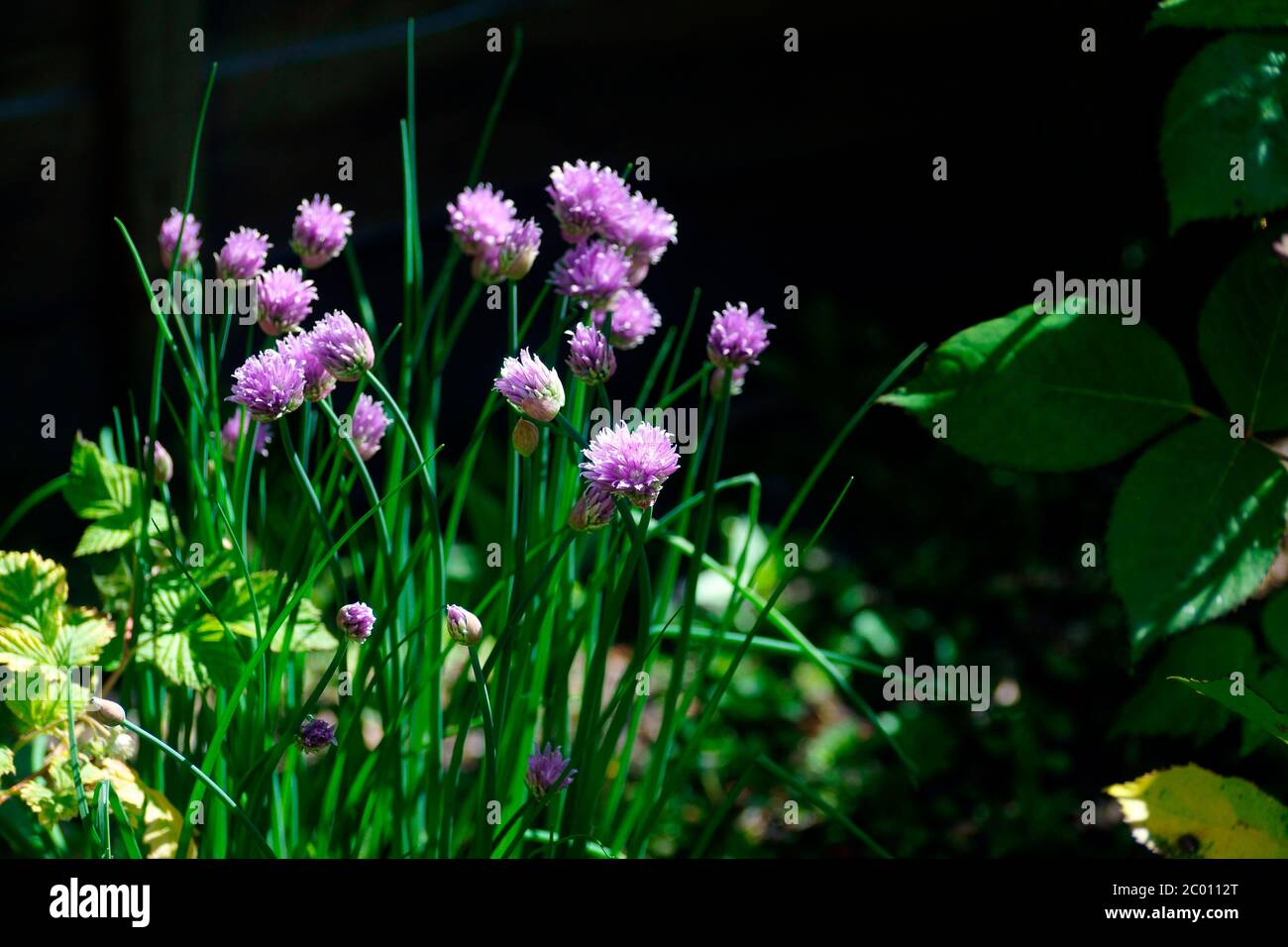 Erba cipollina IN FIORE Foto Stock