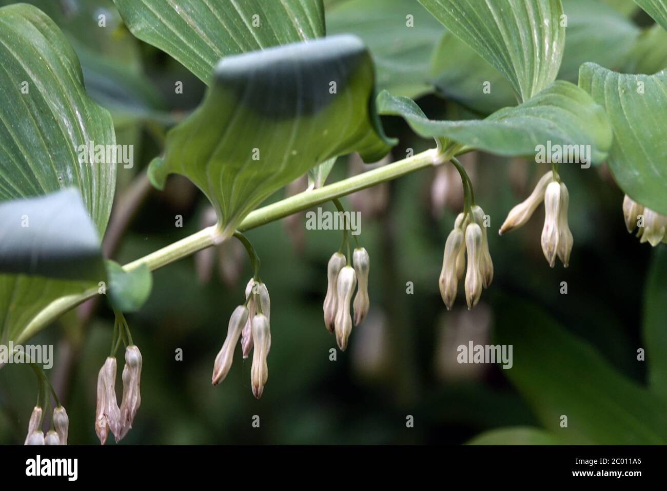Polygonatum × hybridum 'Weihenstephan' Foto Stock