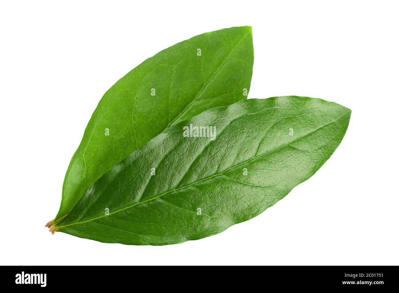 Closeup di foglie di melograno isolato su sfondo bianco Foto Stock