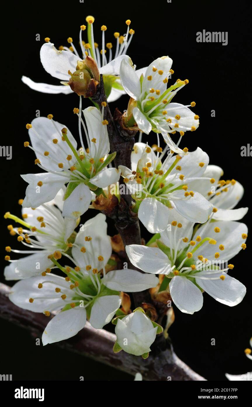 Fiore di spina nera in fiore Foto Stock