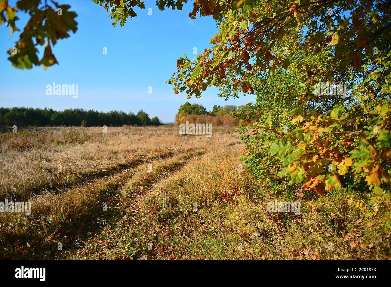Vista del prato d'autunno e di una strada sterrata attraverso il reggiseno Foto Stock