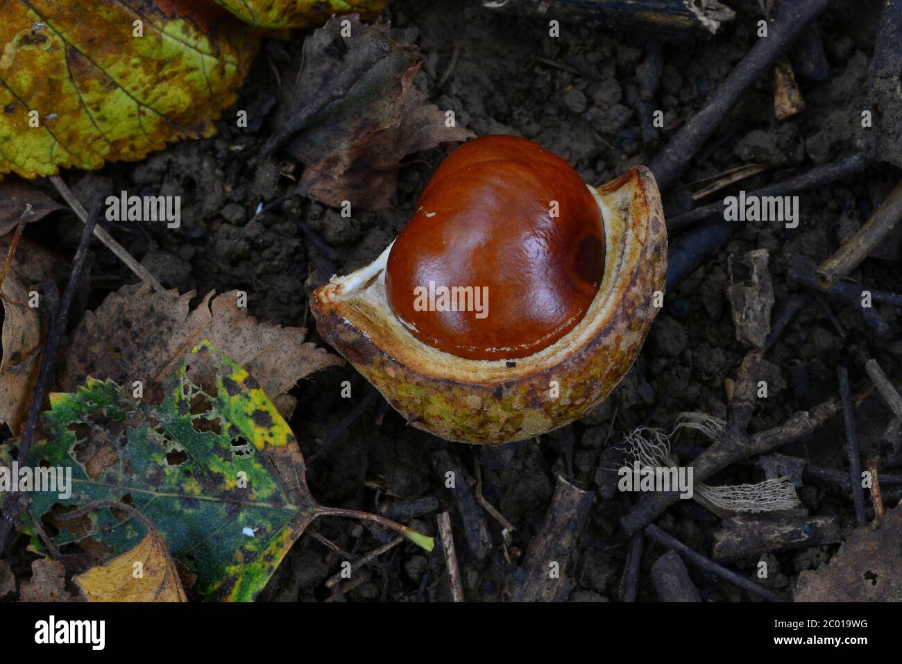 cavallo di castagno o conker caduto Foto Stock