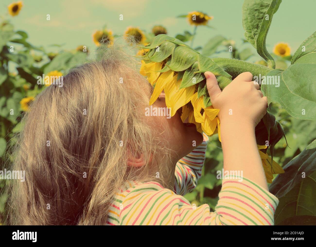 Bambina annusare il girasole - vintage stile retrò Foto Stock