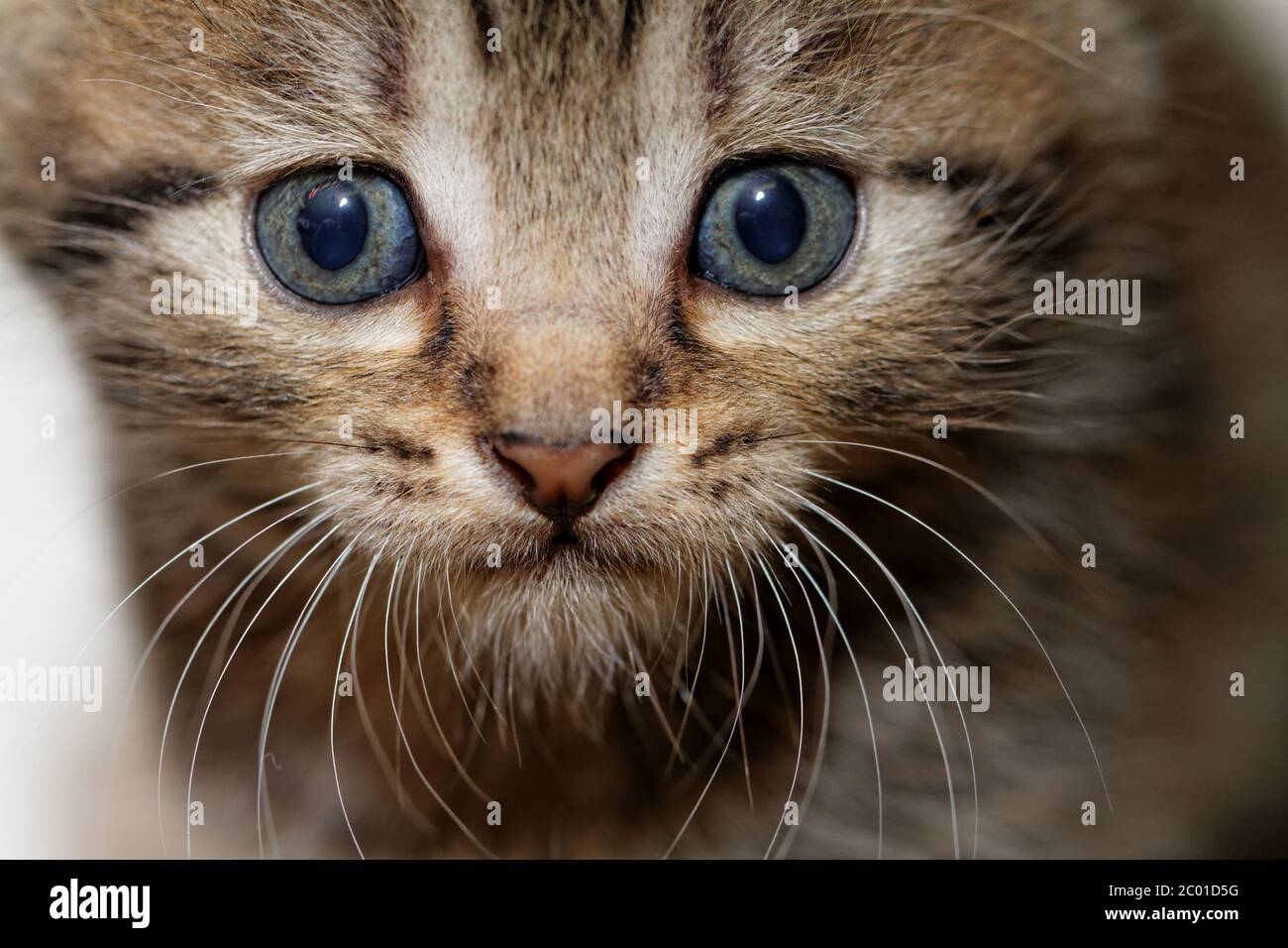 Vicino la foto di un carino gattino con grandi occhi blu Foto Stock