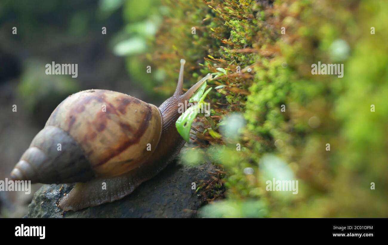 Achatina fulica, lumache di terra appartenenti alla tribù degli Achatinidi. Originario dell'Africa orientale e diffuso in quasi tutti gli angoli del mondo Foto Stock