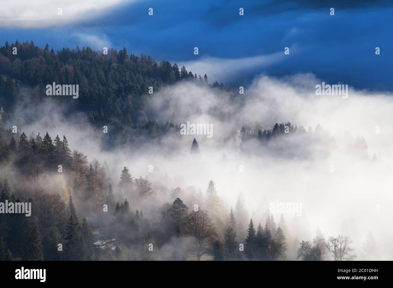bosco alpino di conifere in fitta nebbia mattutina Foto Stock