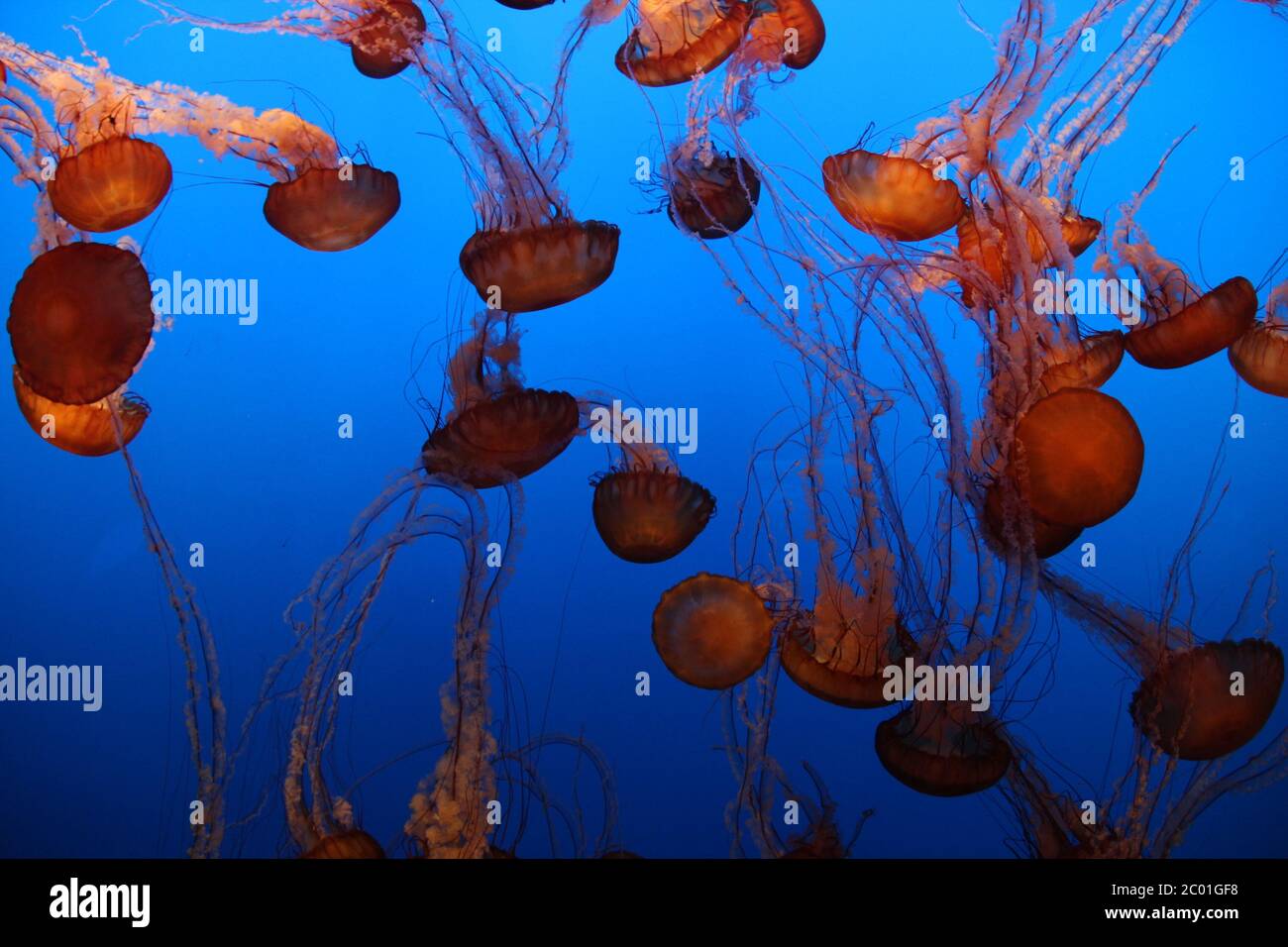 Le meduse Pacific Sea Nettle nuotano senza sosta nel loro recinto all'acquario della baia di Monterey in California, USA. Foto Stock
