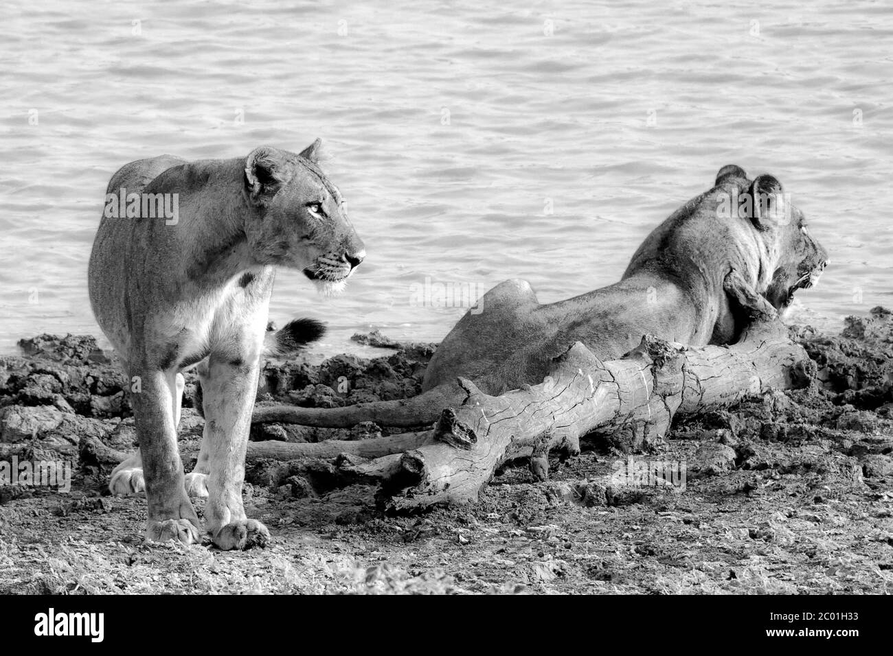 Due leoni giovani in bianco e nero, nel parco nazionale di luangwa sud Foto Stock