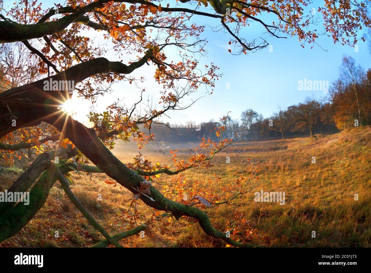 sole in rami di quercia autunno Foto Stock