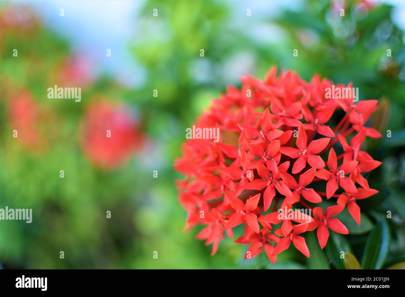 Bellissimi e vivaci fiori rossi Santan sono in piena fioritura in un giardino Foto Stock