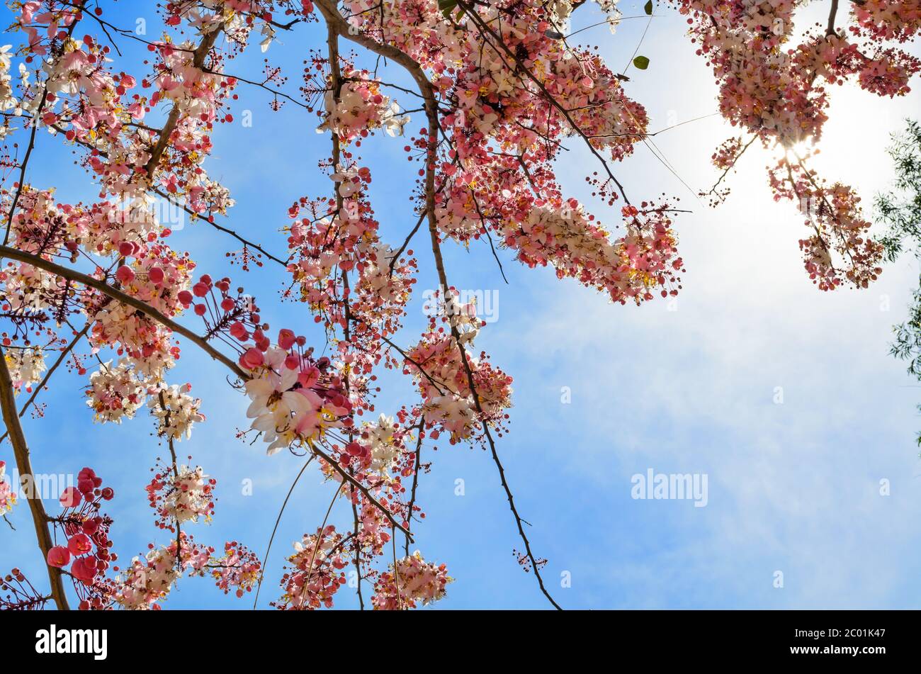 Albero fiorito rosa simile sakura Foto Stock