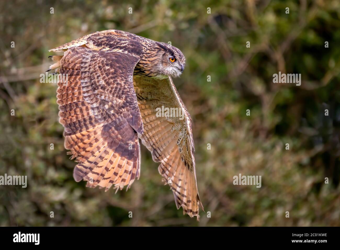 L'uccello Owl da lungo allevato che si gonfia con le sue ali si allargano in volo comunemente noto come gufo minore cornato o gufo di gatto Foto Stock