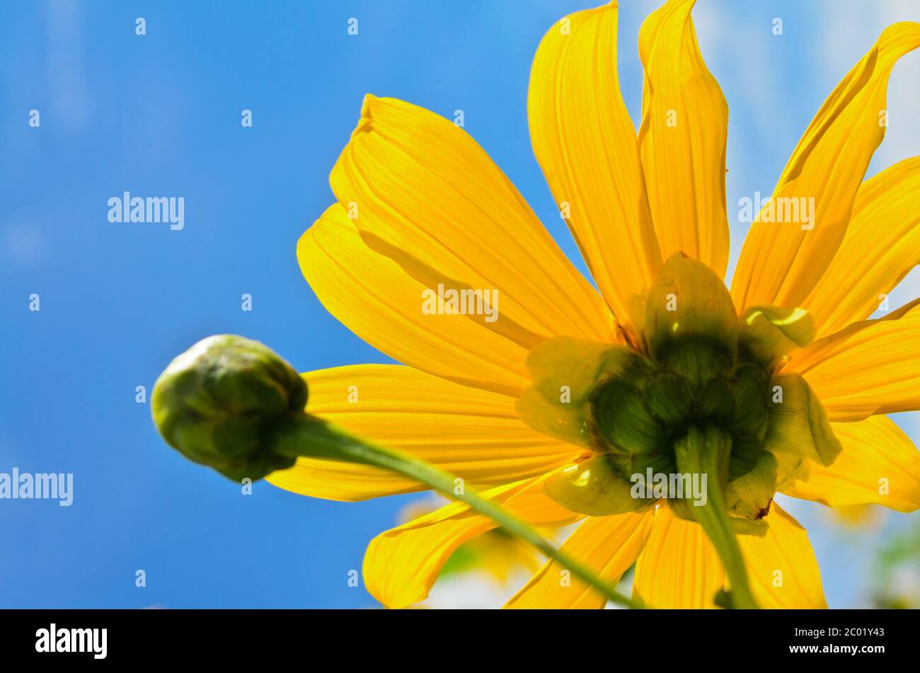 Primo piano pesche di girasole messicane, i fiori sono giallo brillante Foto Stock