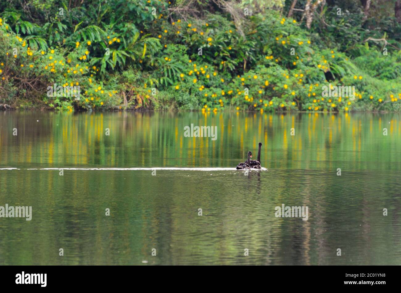 Cigno nero e il suo compagno nuotano nel lago Foto Stock