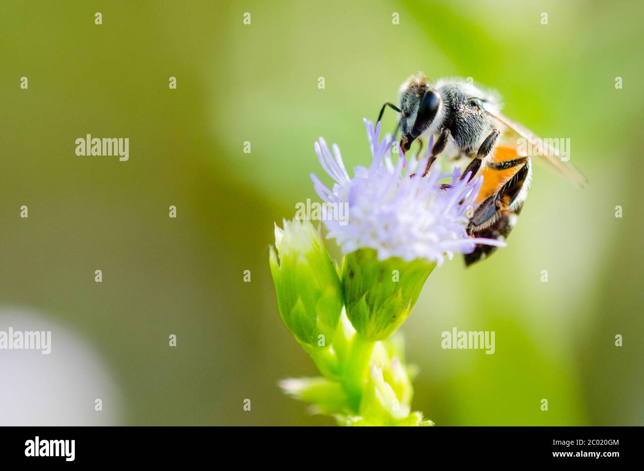 Piccola ape mangiare nettare su fiore di Goat Weed Foto Stock